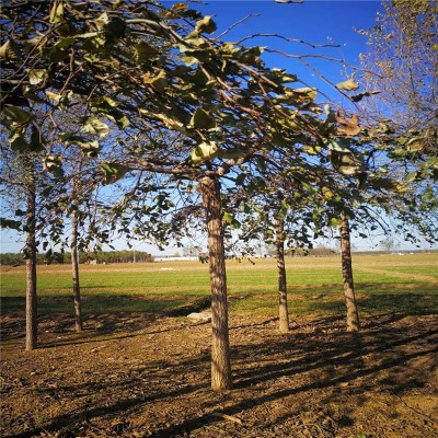 大叶垂榆批发基地