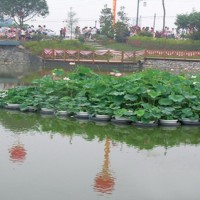 睡莲苗，荷花苗，芦苇苗，人工浮岛，生态浮岛，沉水植物