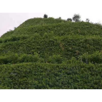 山体复绿  矿山复绿    边坡绿化图1