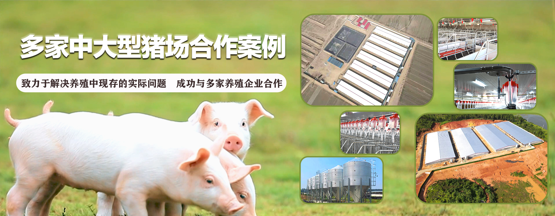 佰冠兴－自动化养猪设备厂家