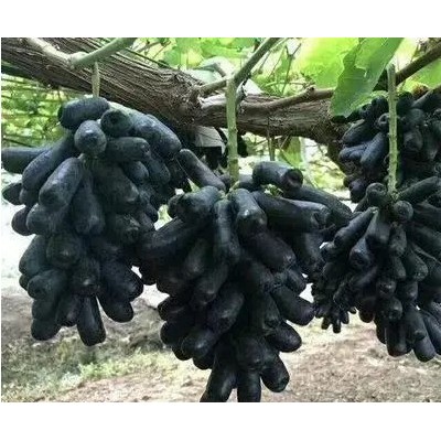 黑色极香葡萄