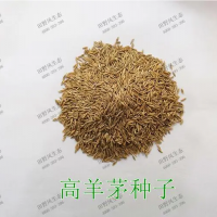 黑麦草种子  四季青种子  高羊茅种子  狗牙根种子