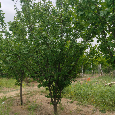 小区绿化山杏树 庭院种植观赏苗木  