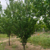 小区绿化山杏树 庭院种植观赏苗木  适应性强,,苗木基地批发