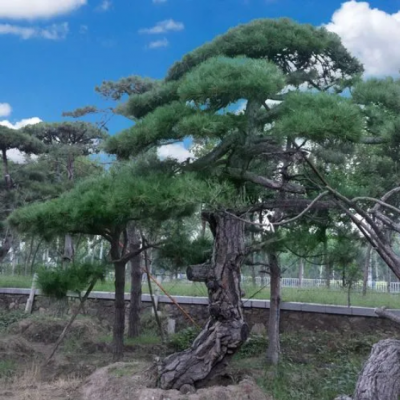 造型松 造型油松 造型黑松煤粉燃烧