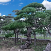 造型松 造型油松 造型黑松煤粉燃烧器