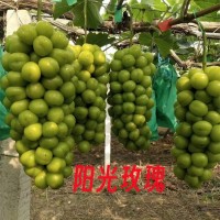 葡萄苗基地批发阳光玫瑰苗木 甜蜜蓝宝石无核品种