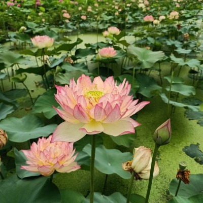 雨花情